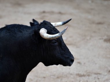 İspanyol arenasında büyük boynuzları olan öfkeli bir boğa.