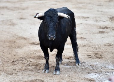 İspanyol arenasında büyük boynuzları olan öfkeli bir boğa.