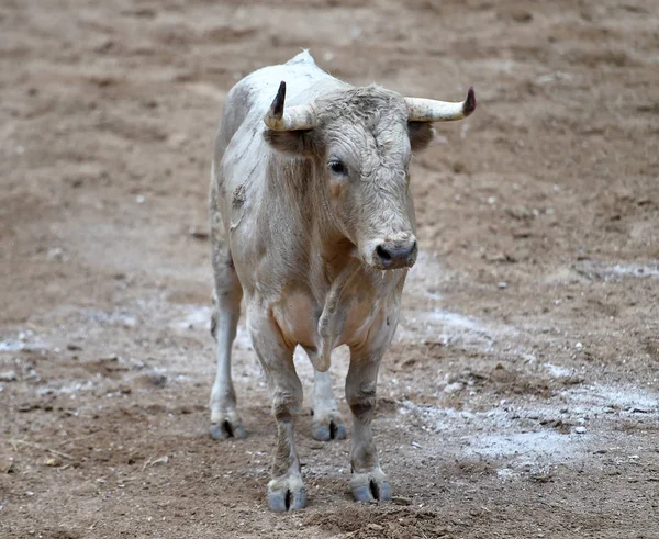 在西班牙斗牛场上长着大角的愤怒的公牛 — 图库照片