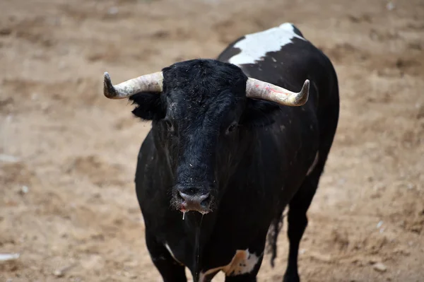 Toro Furioso Con Cuernos Grandes Plaza Toros Española —  Fotos de Stock