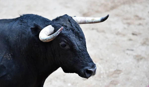 Spanyol Arenasında Büyük Boynuzları Olan Öfkeli Bir Boğa — Stok fotoğraf