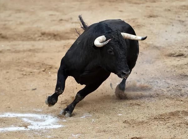 Touro Furioso Com Grandes Chifres Praça Touros Espanhola — Fotografia de Stock