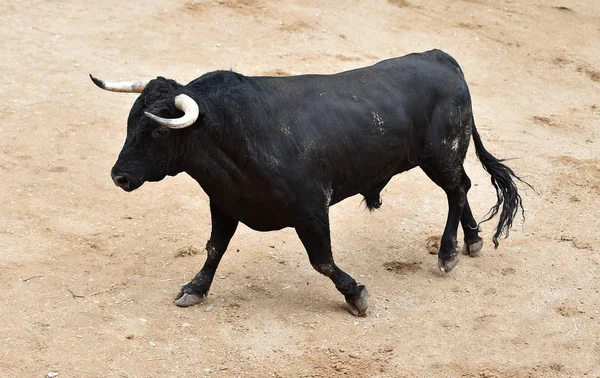 Egy Dühös Bika Nagy Szarvakkal Spanyol Bikagyűrűn — Stock Fotó
