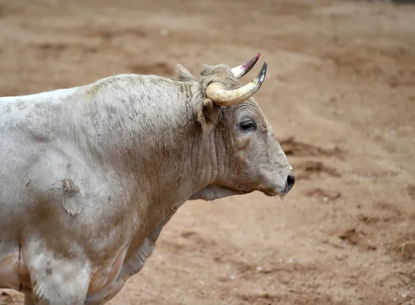 Toro Furioso Con Cuernos Grandes Plaza Toros Española — Foto de Stock