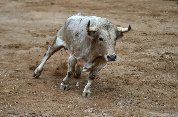 Touro Furioso Com Grandes Chifres Praça Touros Espanhola — Fotografia de Stock