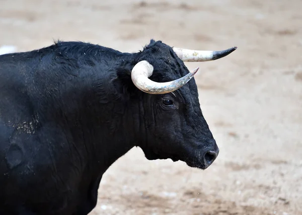 Furious Bull Big Horns Spanish Bullring — 스톡 사진