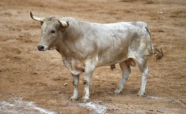 Toro Furioso Con Grandi Corna Bullring Spagnolo — Foto Stock