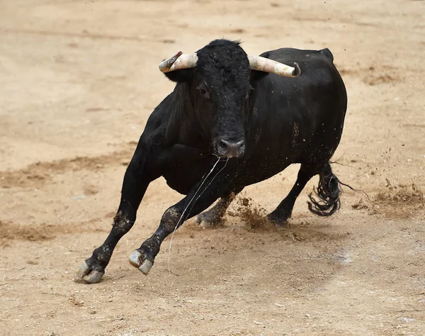 Spanyol Arenasında Büyük Boynuzları Olan Öfkeli Bir Boğa — Stok fotoğraf