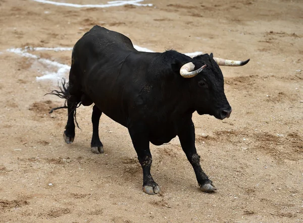 在西班牙斗牛场上长着大角的愤怒的公牛 — 图库照片