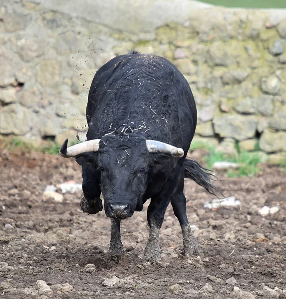 Spaanse Stier Met Grote Hoorns Een Rundveehouderij — Stockfoto