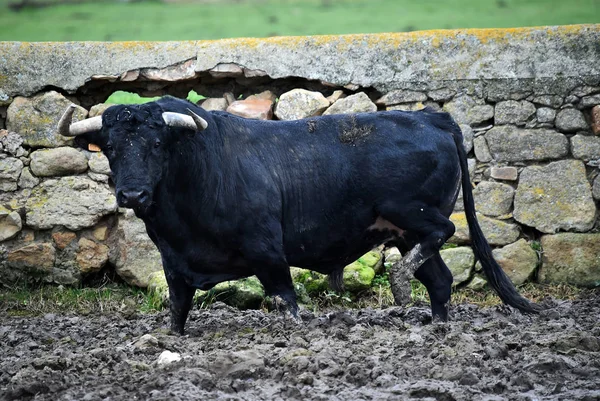 Spanish Bull Big Horns Cattle Raising — Stock Photo, Image