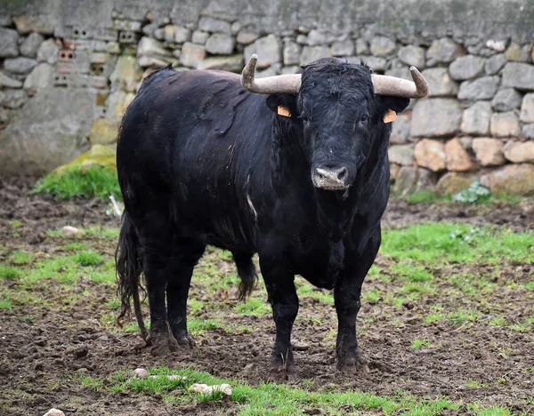 Toro Español Con Cuernos Grandes Una Ganadería — Foto de Stock