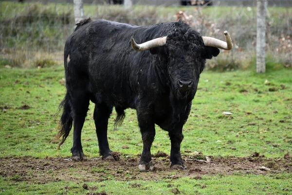 Toro Español Con Cuernos Grandes Una Ganadería —  Fotos de Stock