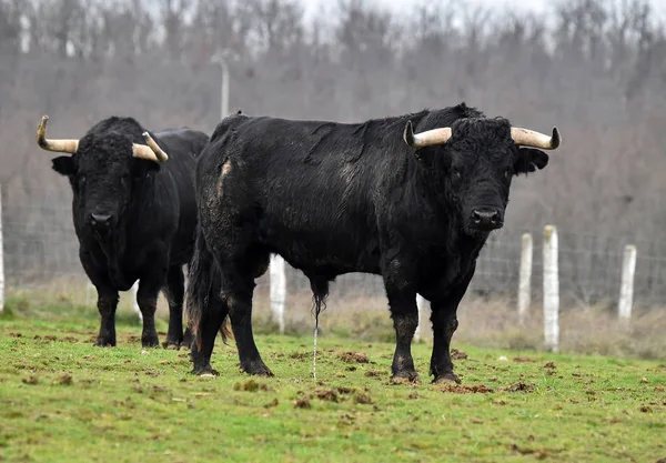 Spanischer Stier Mit Großen Hörnern Einer Rinderzucht — Stockfoto