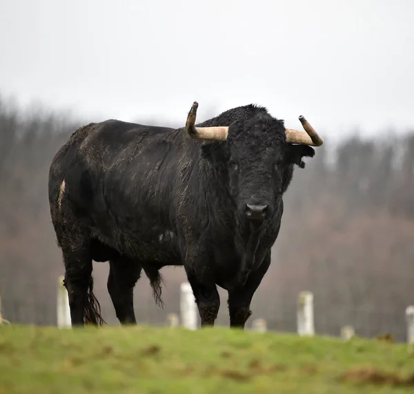 Büyük Boynuzlu Spanyol Boğası Sığır Yetiştiriyor — Stok fotoğraf