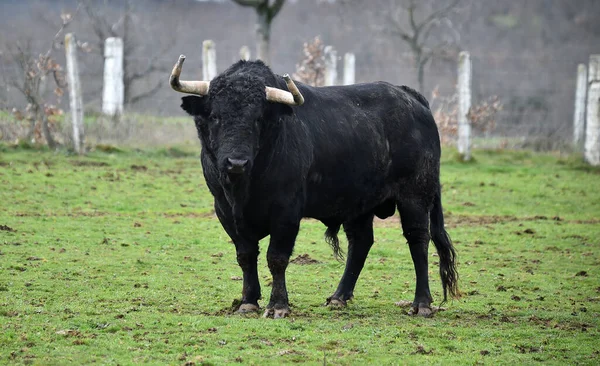 Toro Spagnolo Con Grandi Corna Allevamento Bestiame — Foto Stock