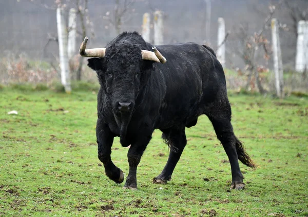 Toro Español Con Cuernos Grandes Una Ganadería — Foto de Stock