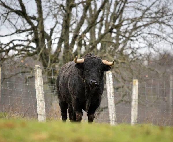 Spaanse Stier Met Grote Hoorns Een Rundveehouderij — Stockfoto