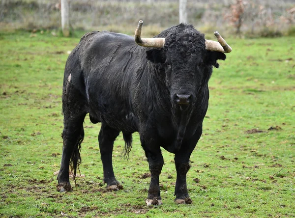 Toro Español Con Cuernos Grandes Una Ganadería — Foto de Stock