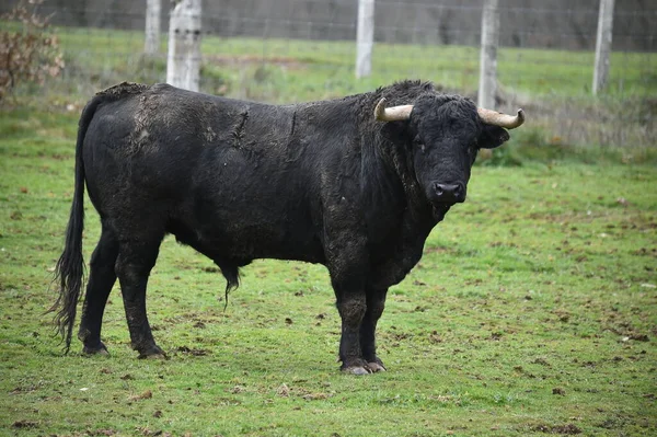 Toro Español Con Cuernos Grandes Una Ganadería — Foto de Stock