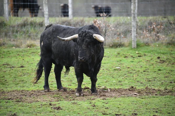 Spanischer Stier Mit Großen Hörnern Einer Rinderzucht — Stockfoto