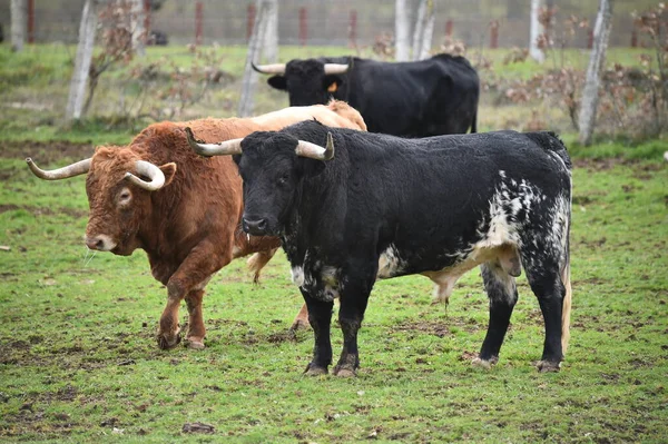 牛の角が大きいスペインの雄牛は — ストック写真