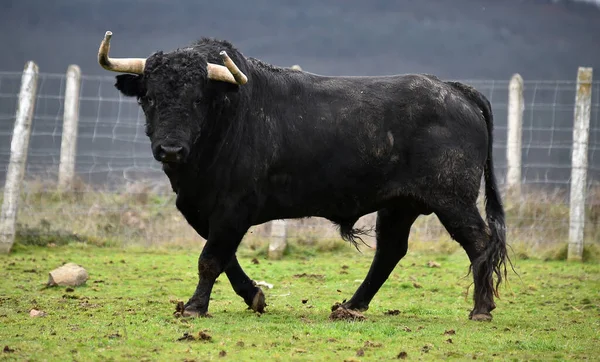 Spanischer Stier Mit Großen Hörnern Einer Rinderzucht — Stockfoto