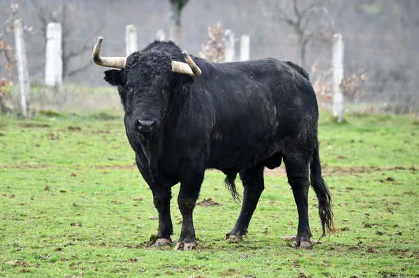 Taureau Espagnol Avec Grandes Cornes Dans Élevage Bétail — Photo