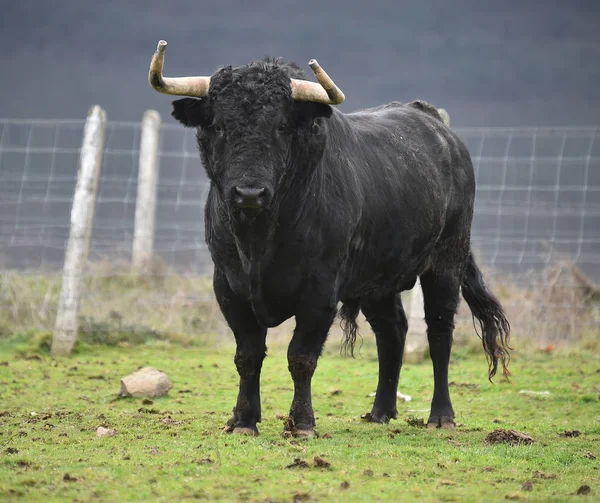 牛の角が大きいスペインの雄牛は — ストック写真