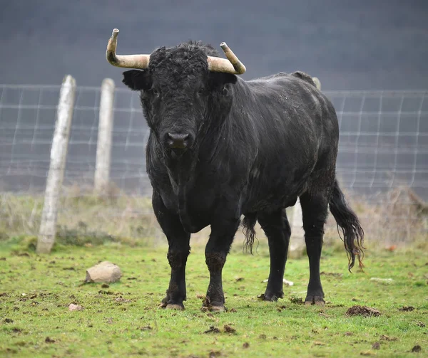 Spanischer Stier Mit Großen Hörnern Einer Rinderzucht — Stockfoto