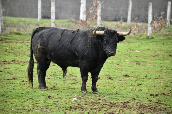 Spaanse Stier Met Grote Hoorns Een Rundveehouderij — Stockfoto