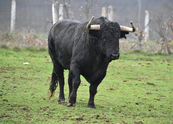 Toro Español Con Cuernos Grandes Una Ganadería — Foto de Stock