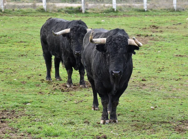 Toro Español Con Cuernos Grandes Una Ganadería —  Fotos de Stock