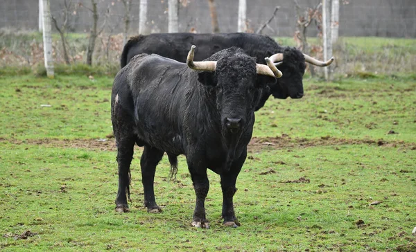 Taureau Espagnol Avec Grandes Cornes Dans Élevage Bétail — Photo