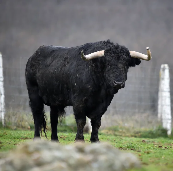 Spanischer Stier Mit Großen Hörnern Einer Rinderzucht — Stockfoto