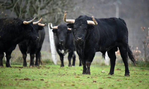 Toro Español Con Cuernos Grandes Una Ganadería —  Fotos de Stock