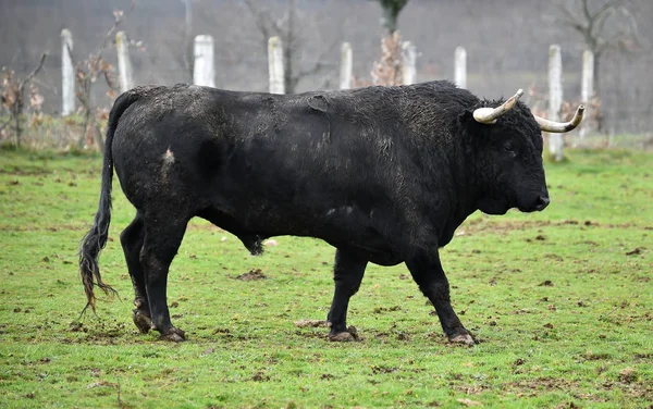 Spaanse Stier Met Grote Hoorns Een Rundveehouderij — Stockfoto