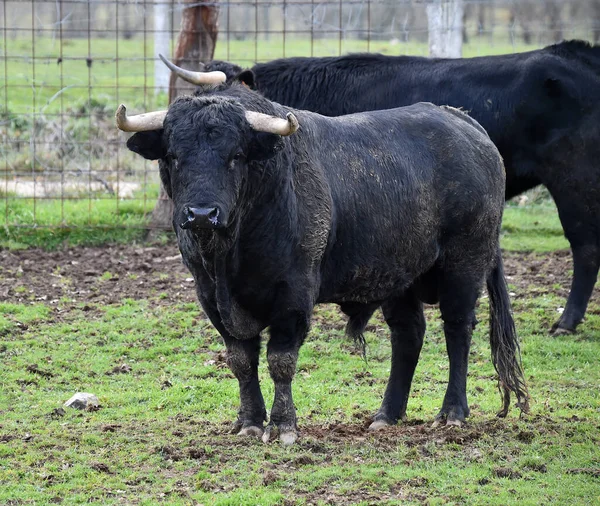 Taureau Espagnol Avec Grandes Cornes Dans Élevage Bétail — Photo