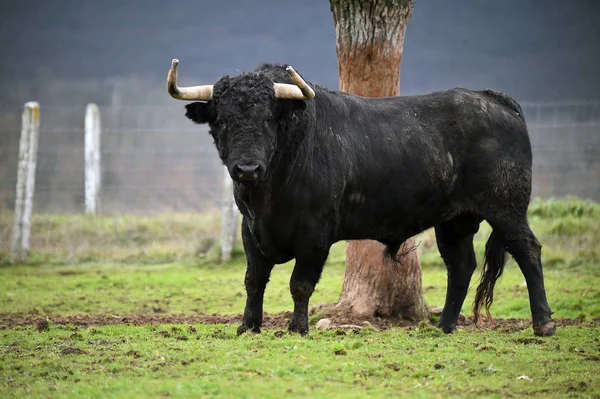Toro Spagnolo Con Grandi Corna Allevamento Bestiame — Foto Stock