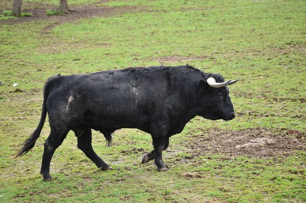 Taureau Espagnol Avec Grandes Cornes Dans Élevage Bétail — Photo