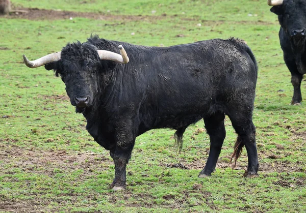 Toro Español Con Cuernos Grandes Una Ganadería — Foto de Stock