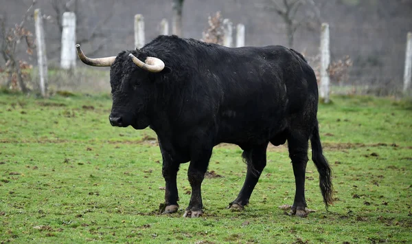 Spanish Bull Big Horns Cattle Raising — Stock Photo, Image