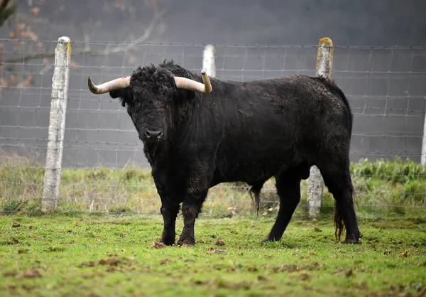 Spanischer Stier Mit Großen Hörnern Einer Rinderzucht — Stockfoto