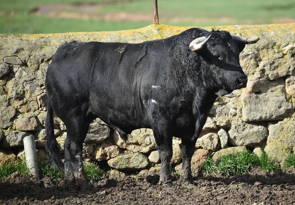 Büyük Boynuzlu Spanyol Boğası Sığır Yetiştiriyor — Stok fotoğraf