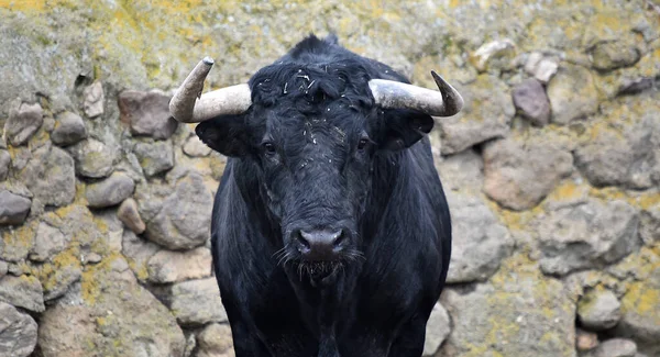 Spaanse Stier Met Grote Hoorns Een Rundveehouderij — Stockfoto