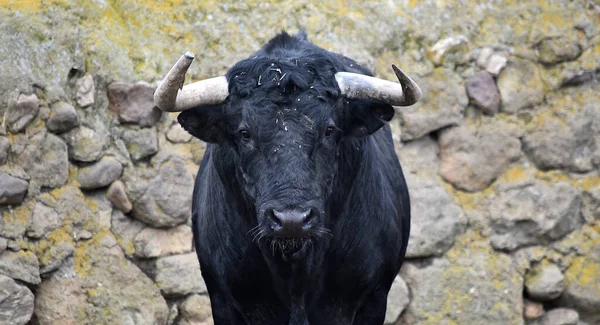 Taureau Espagnol Avec Grandes Cornes Dans Élevage Bétail — Photo