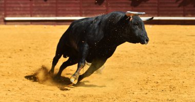 Geleneksel boğa güreşi gösterisinde büyük boynuzları olan öfkeli bir boğa.
