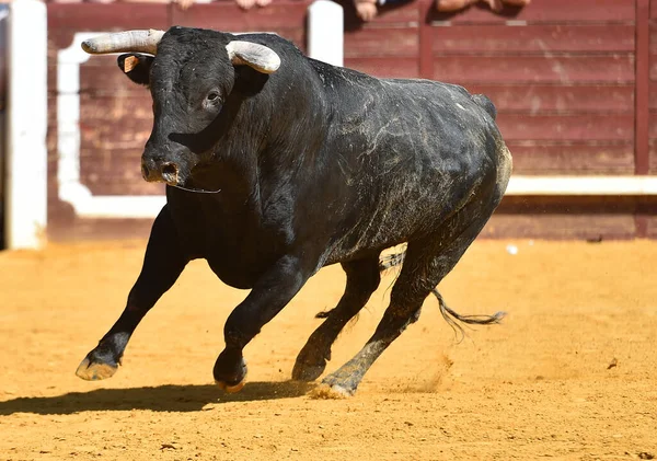 Toro Furioso Con Cuernos Grandes Plaza Toros Espectáculo Tradicional Corridas — Foto de Stock