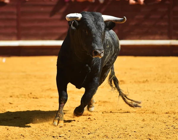 Touro Furioso Com Grandes Chifres Praça Touros Espetáculo Tradicional Tourada — Fotografia de Stock