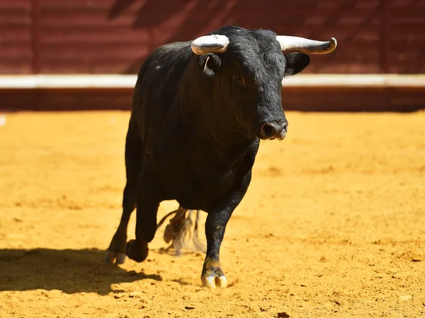 Touro Furioso Com Grandes Chifres Praça Touros Espetáculo Tradicional Tourada — Fotografia de Stock